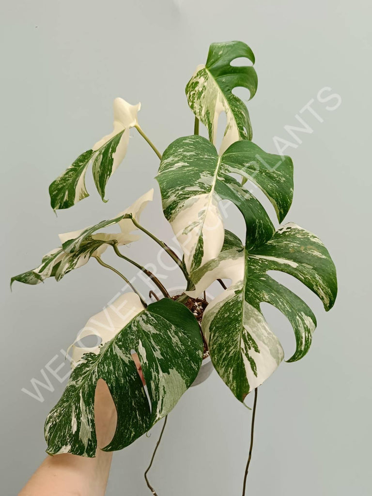 Monstera variegata albo