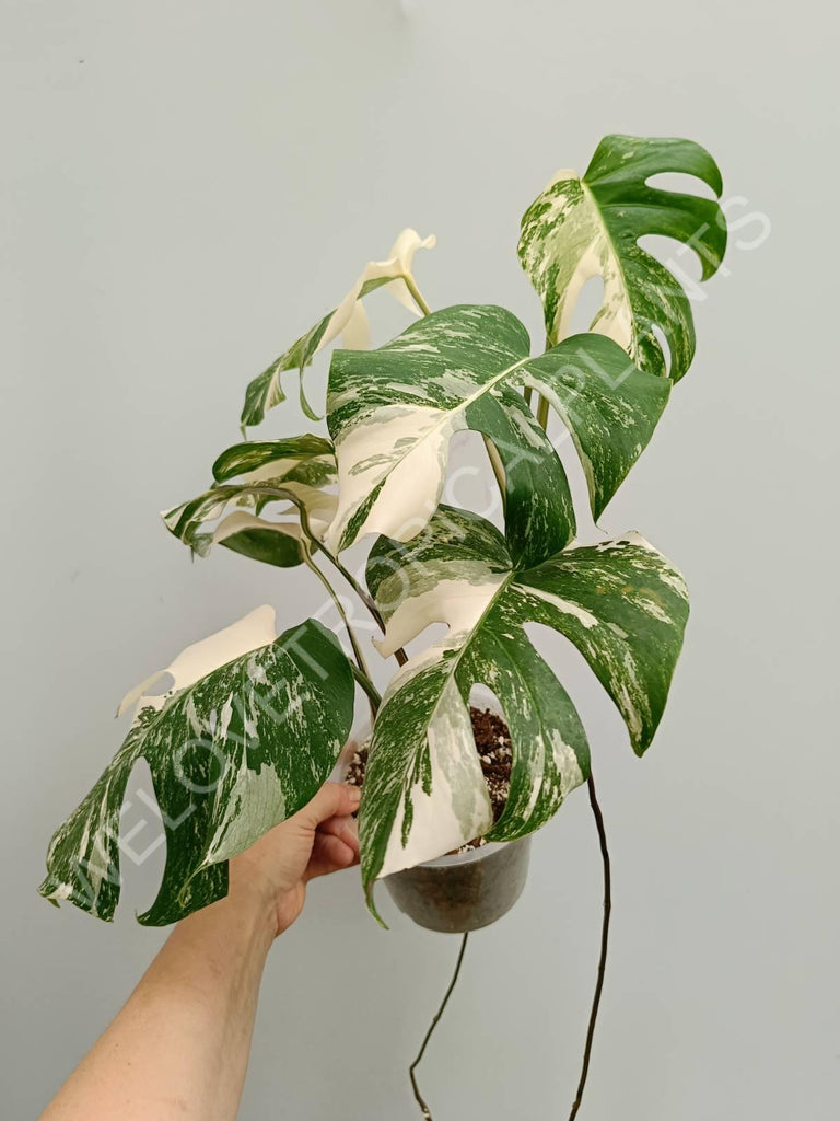 Monstera variegata albo