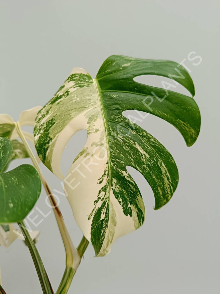 Monstera variegata albo