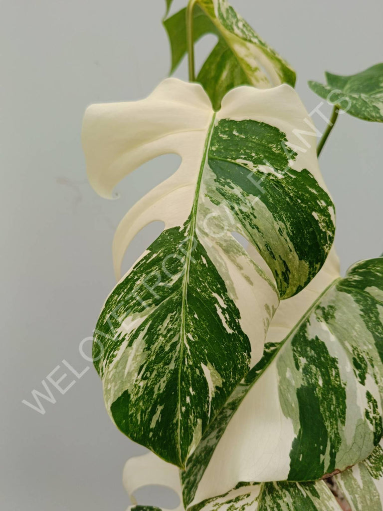 Monstera variegata albo