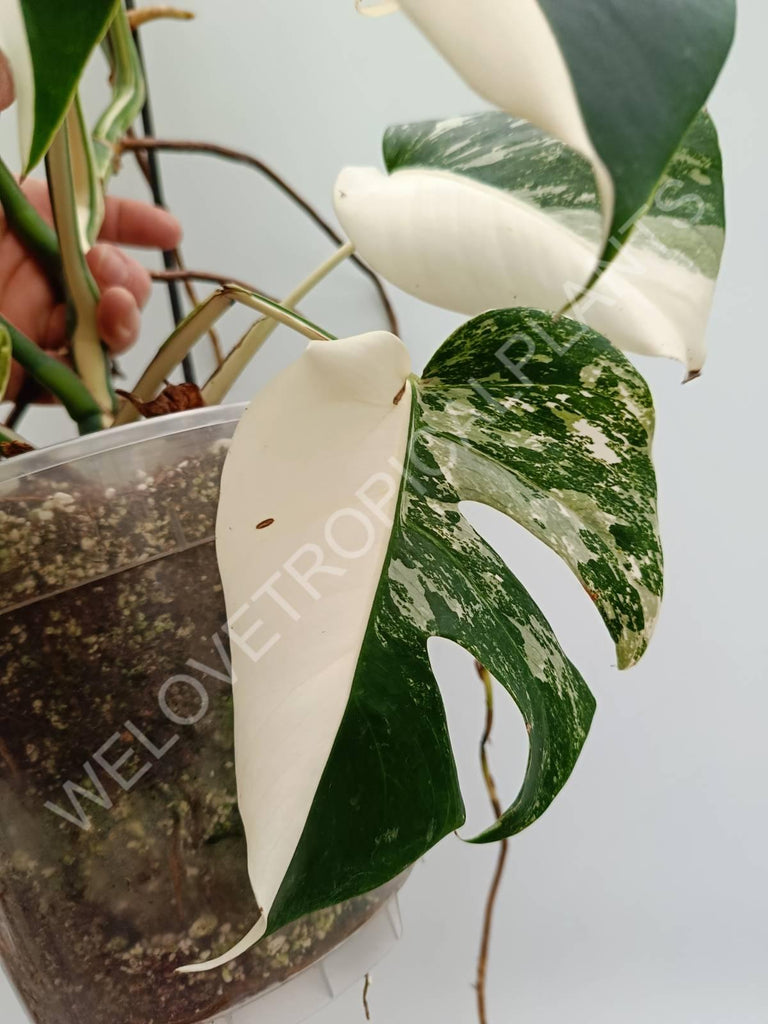 Monstera variegata albo