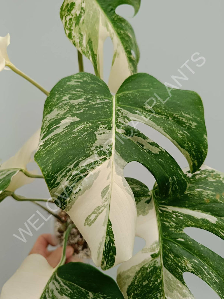 Monstera variegata albo