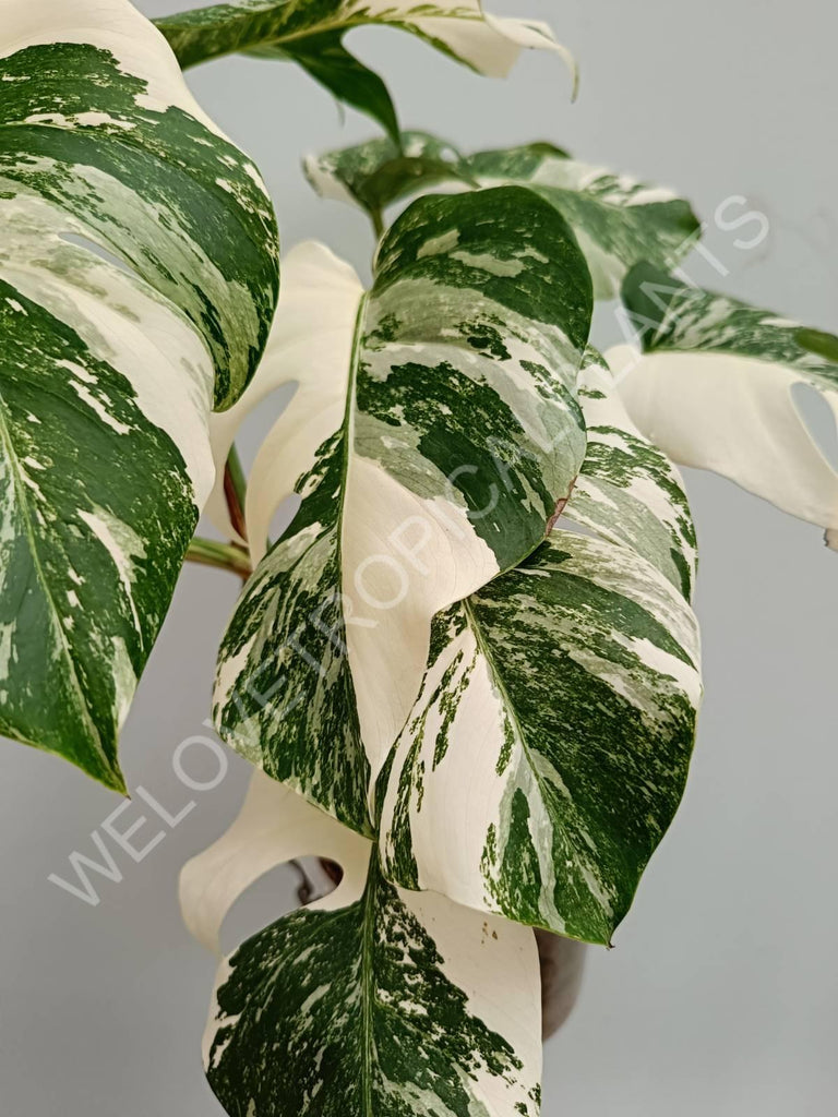 Monstera variegata albo