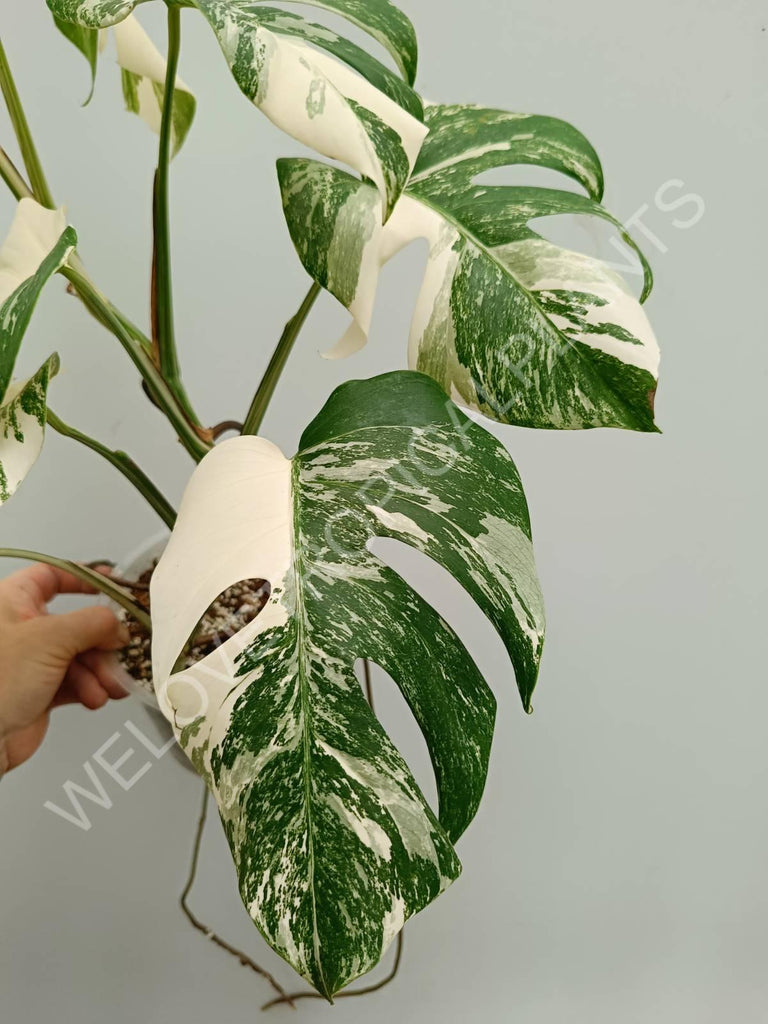 Monstera variegata albo