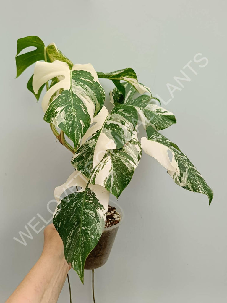 Monstera variegata albo