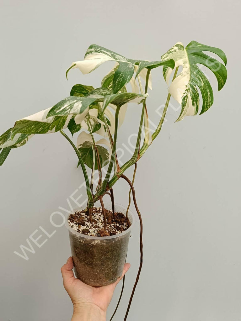 Monstera variegata albo