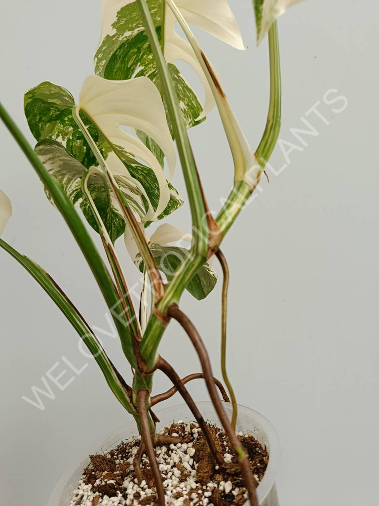 Monstera variegata albo