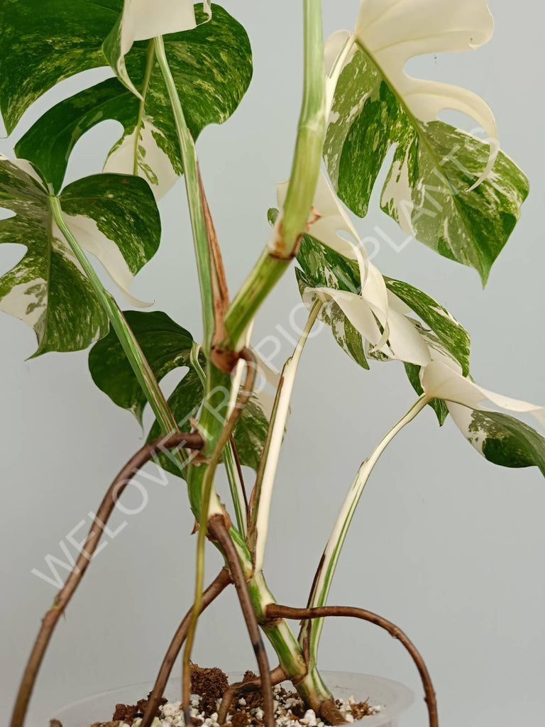 Monstera variegata albo