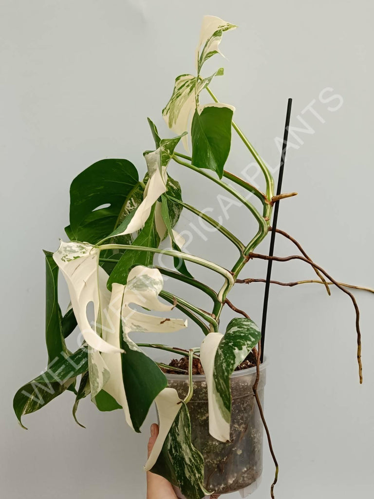 Monstera variegata albo