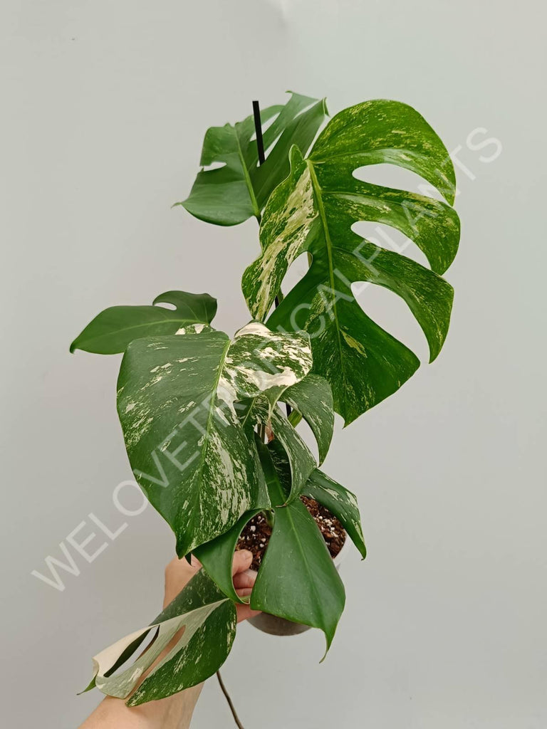 Monstera variegata albo