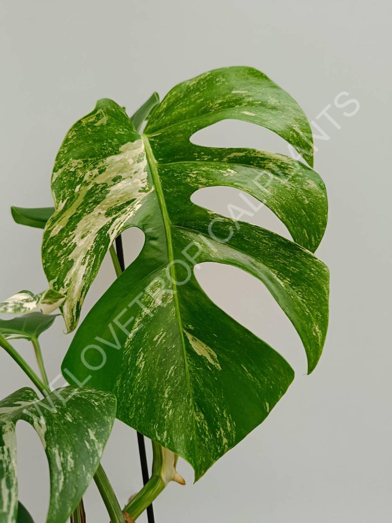 Monstera variegata albo