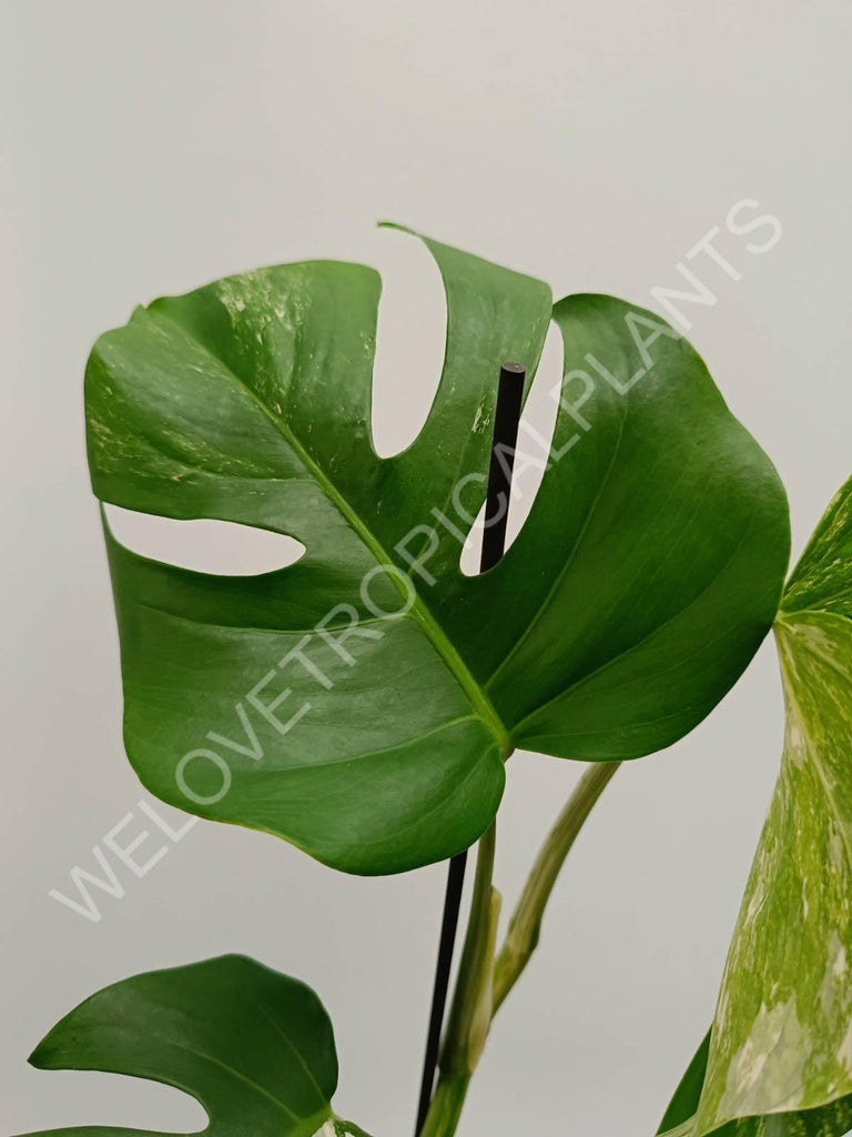 Monstera variegata albo