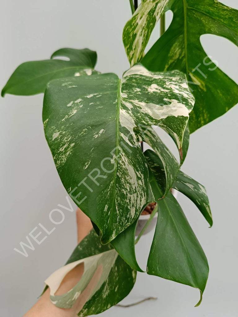 Monstera variegata albo