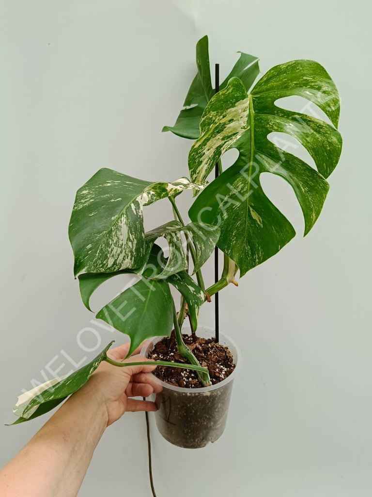 Monstera variegata albo