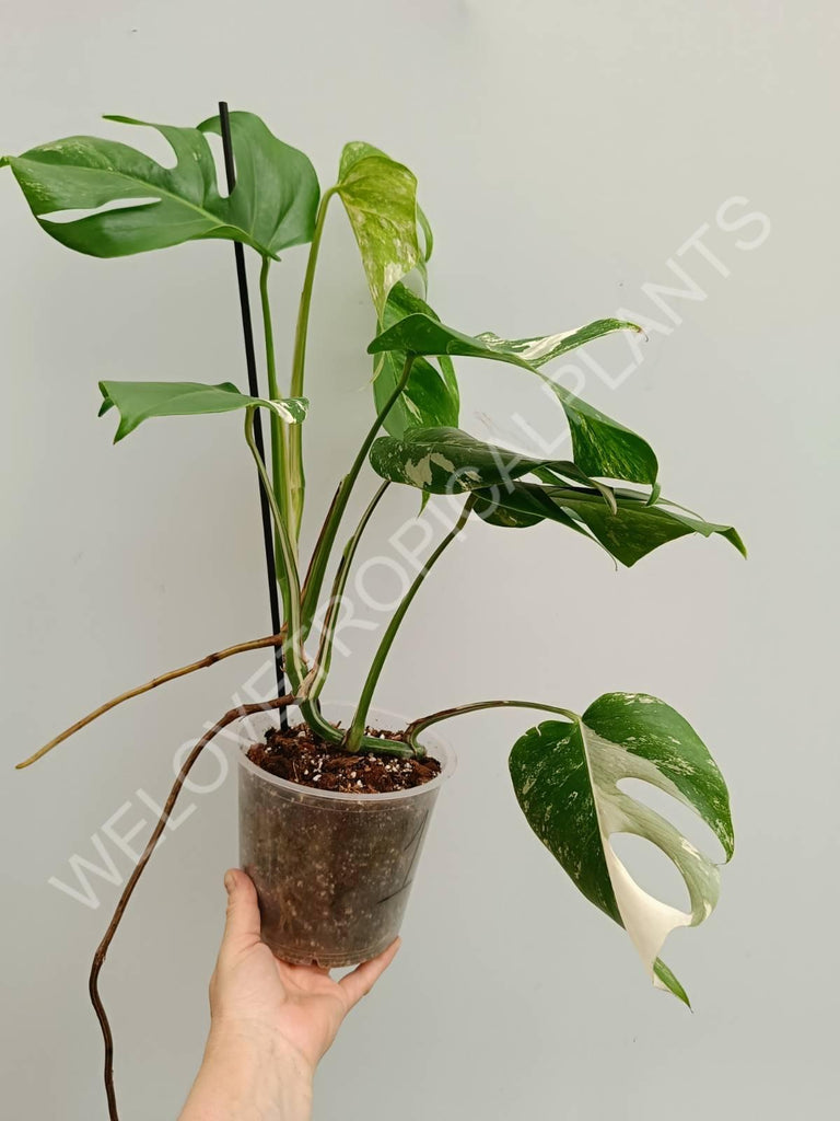 Monstera variegata albo