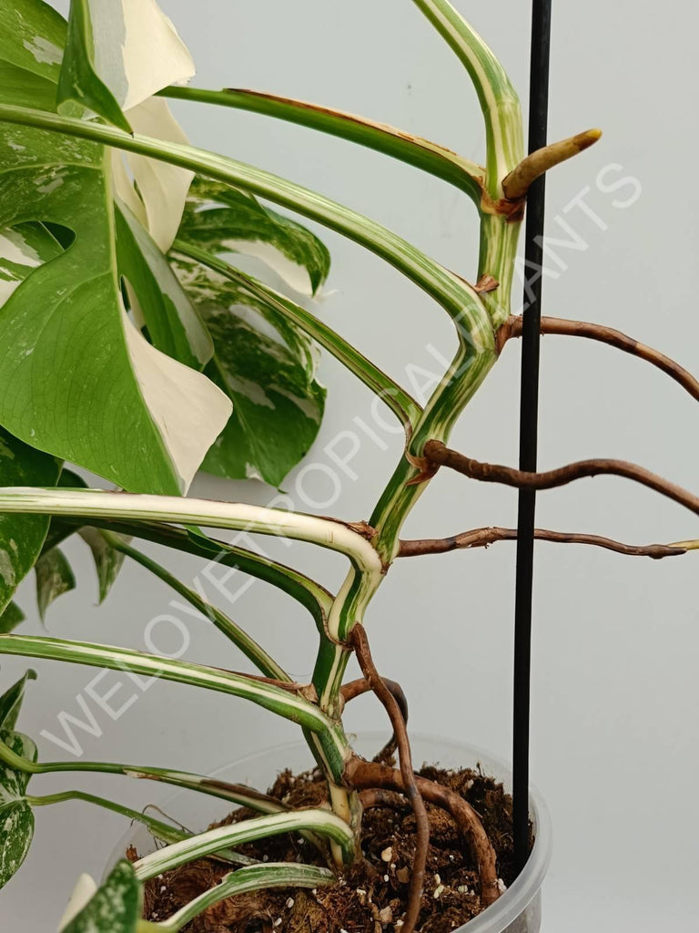 Monstera variegata albo