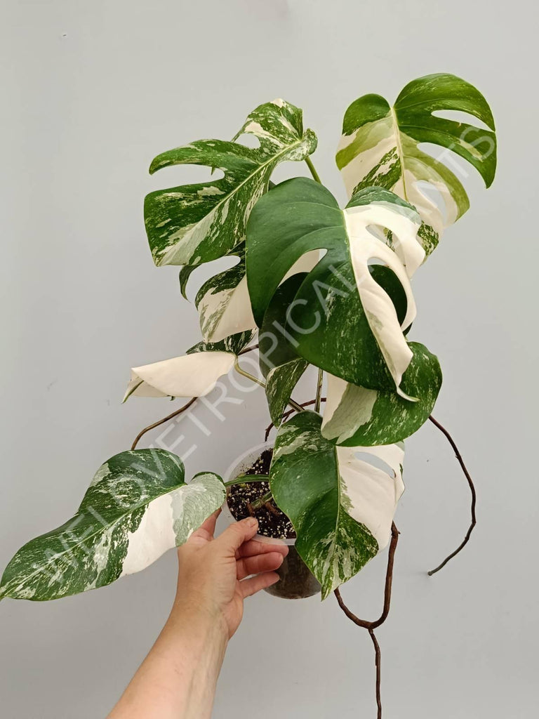 Monstera variegata albo