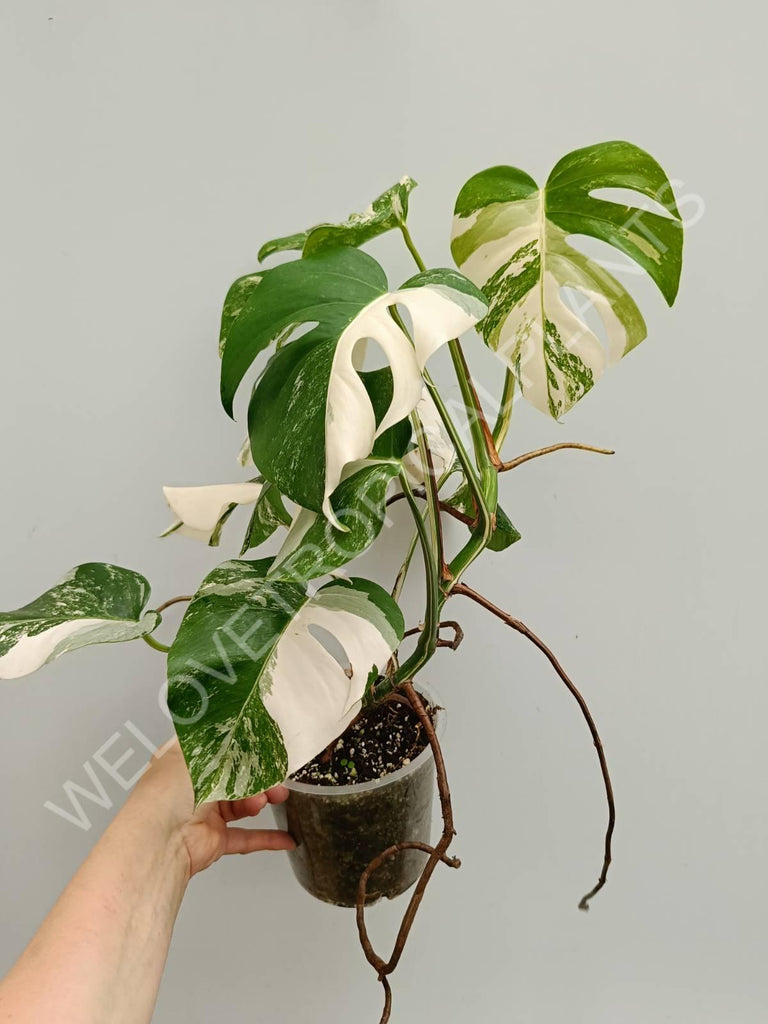 Monstera variegata albo