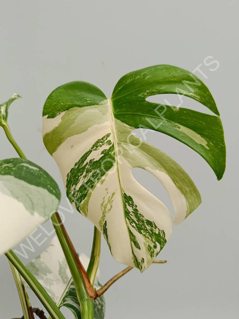 Monstera variegata albo