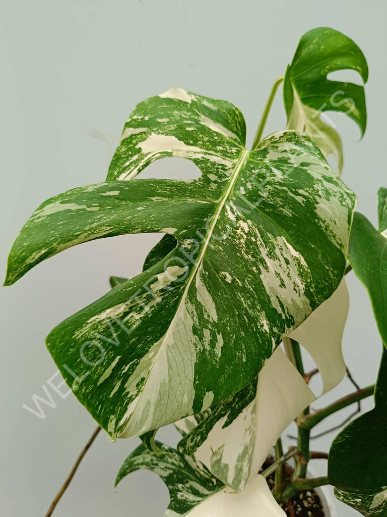 Monstera variegata albo