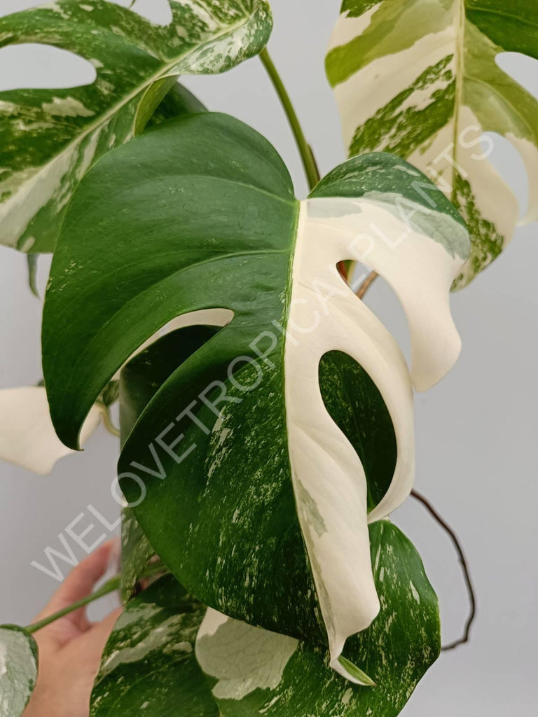 Monstera variegata albo