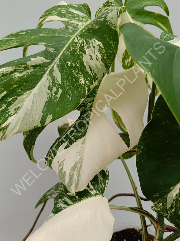 Monstera variegata albo