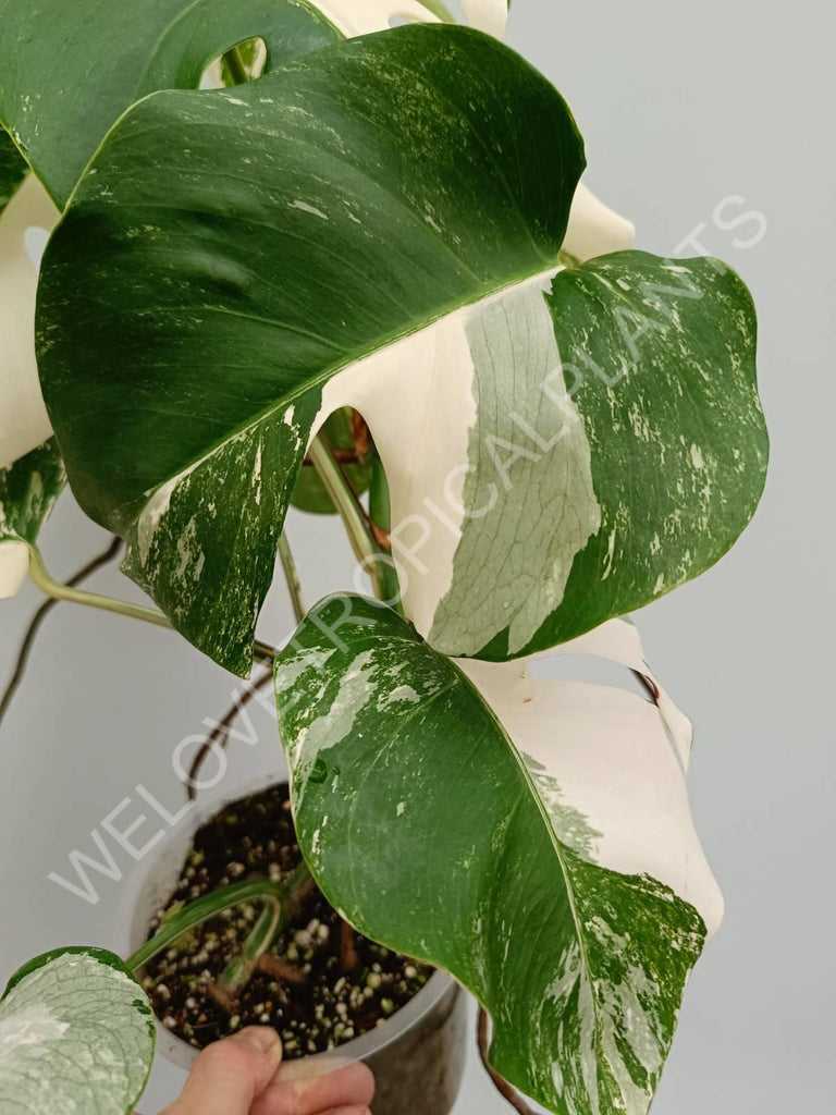 Monstera variegata albo