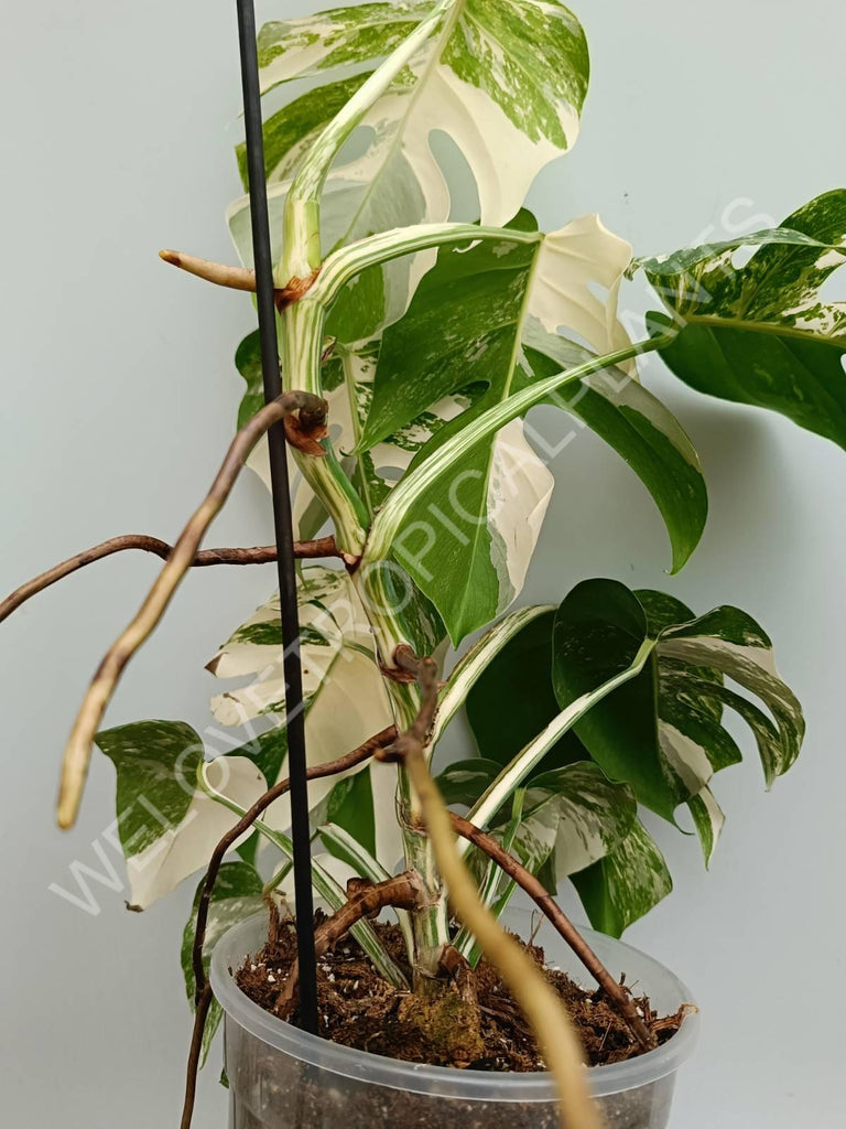 Monstera variegata albo