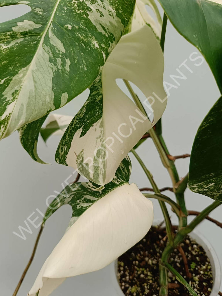 Monstera variegata albo