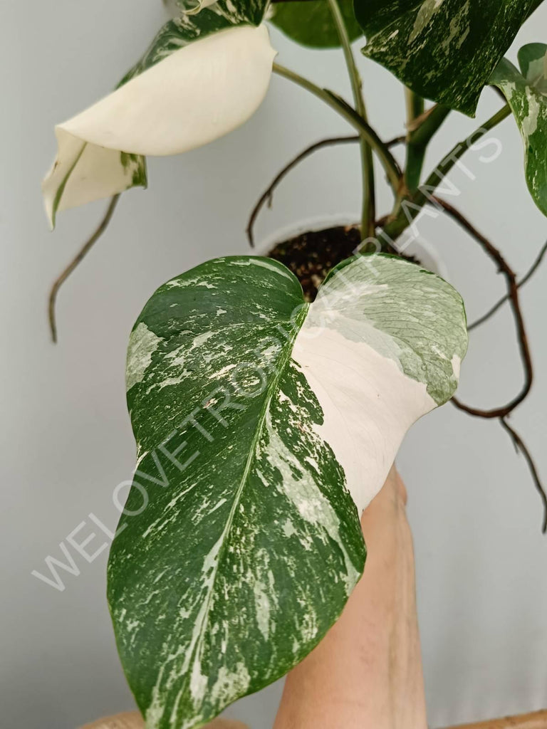 Monstera variegata albo