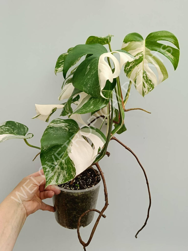 Monstera variegata albo