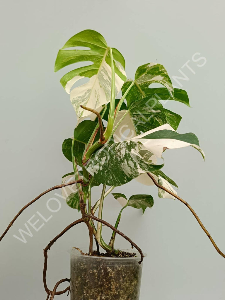 Monstera variegata albo