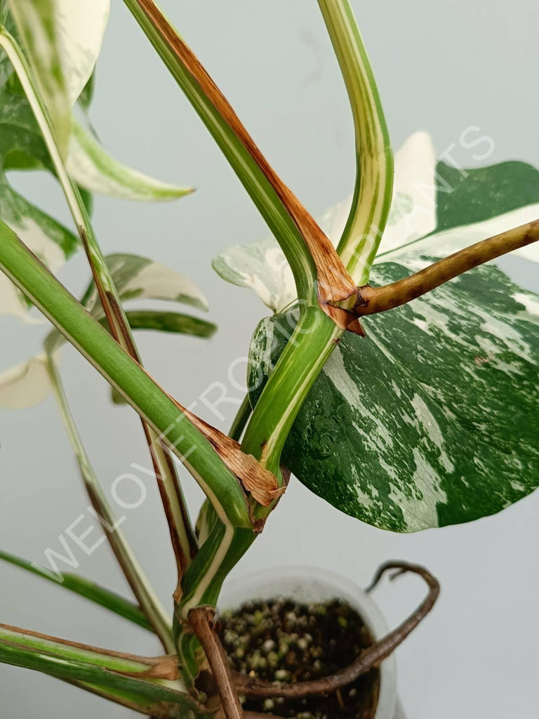 Monstera variegata albo