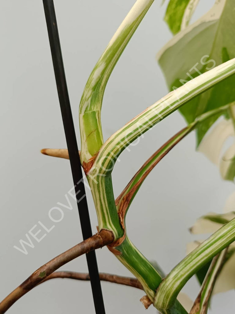 Monstera variegata albo