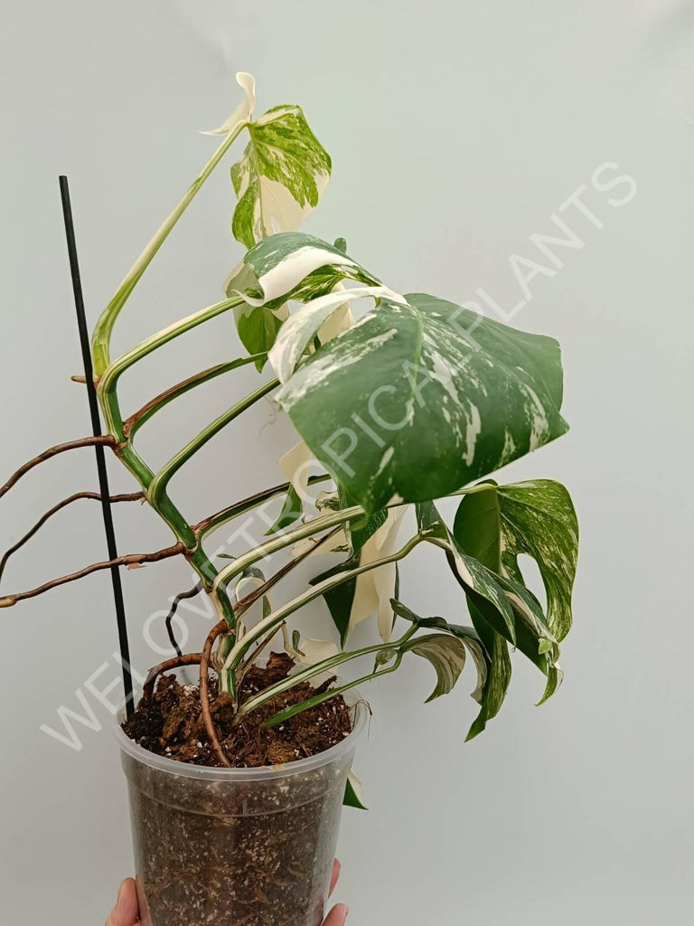 Monstera variegata albo