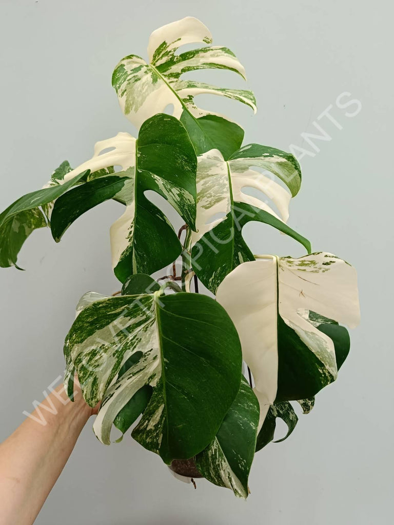 Monstera variegata albo