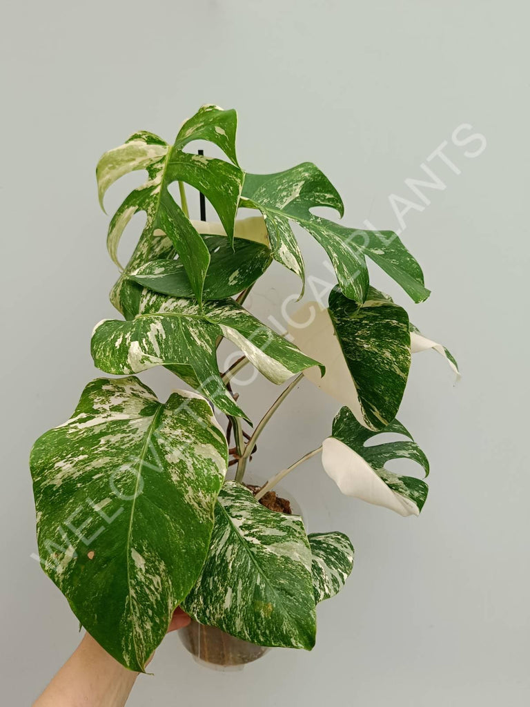 Monstera variegata albo