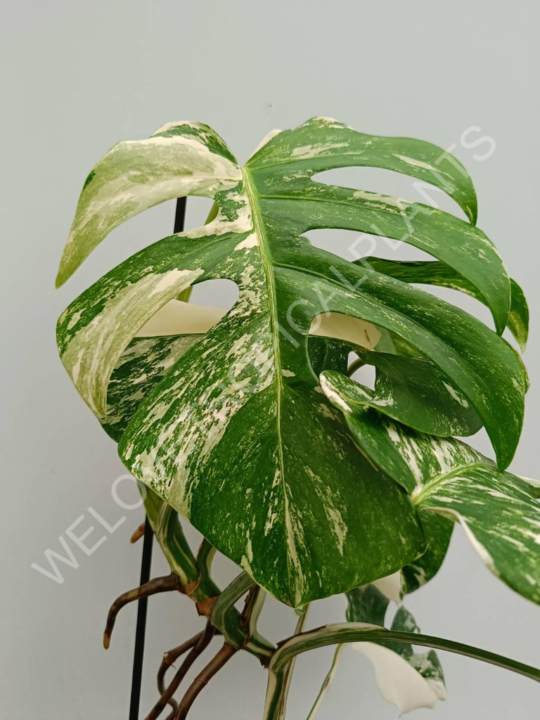 Monstera variegata albo