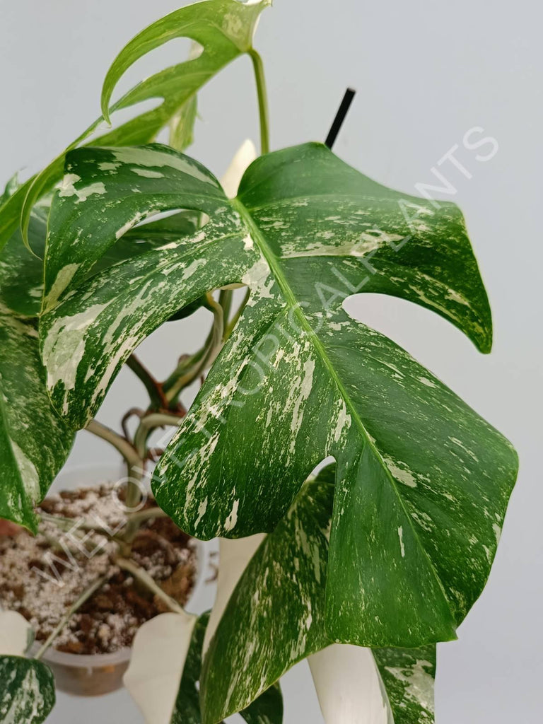 Monstera variegata albo