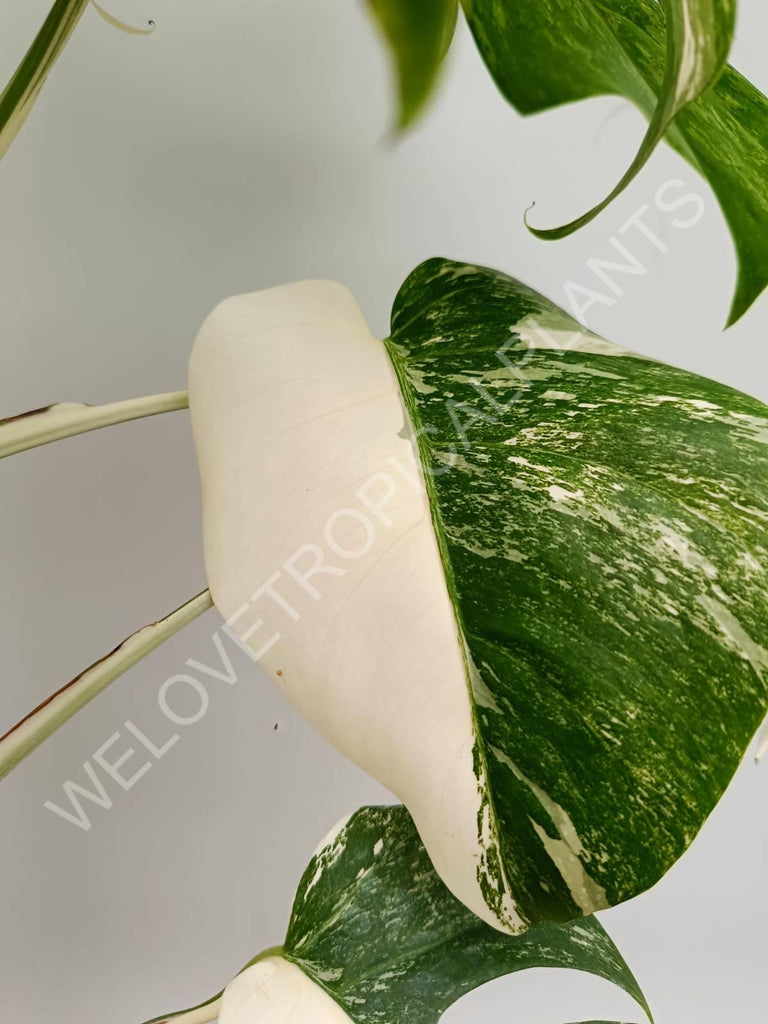 Monstera variegata albo