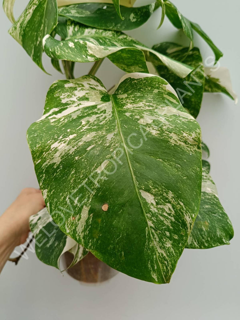 Monstera variegata albo