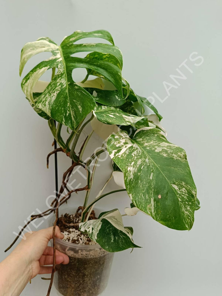 Monstera variegata albo