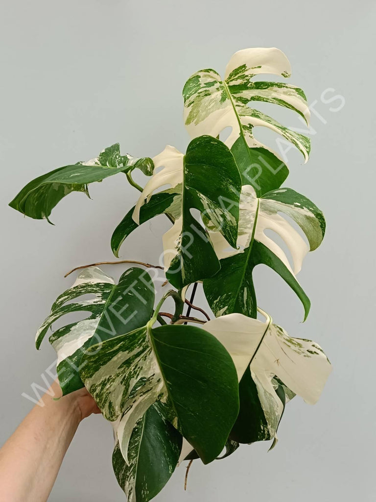 Monstera variegata albo