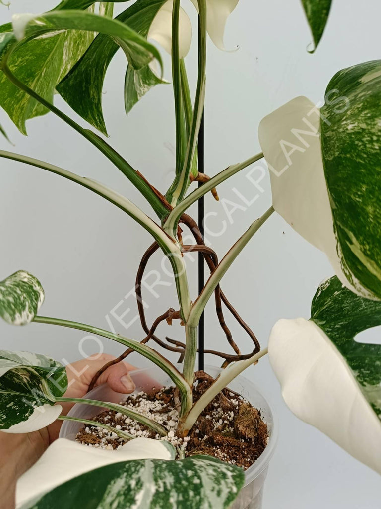 Monstera variegata albo