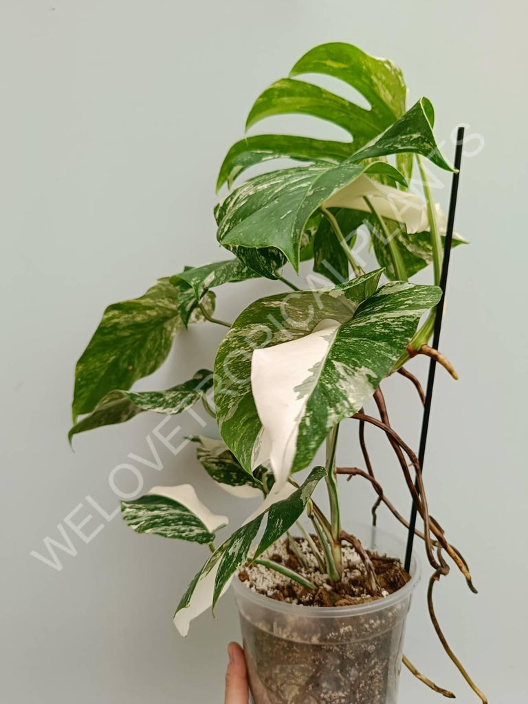 Monstera variegata albo