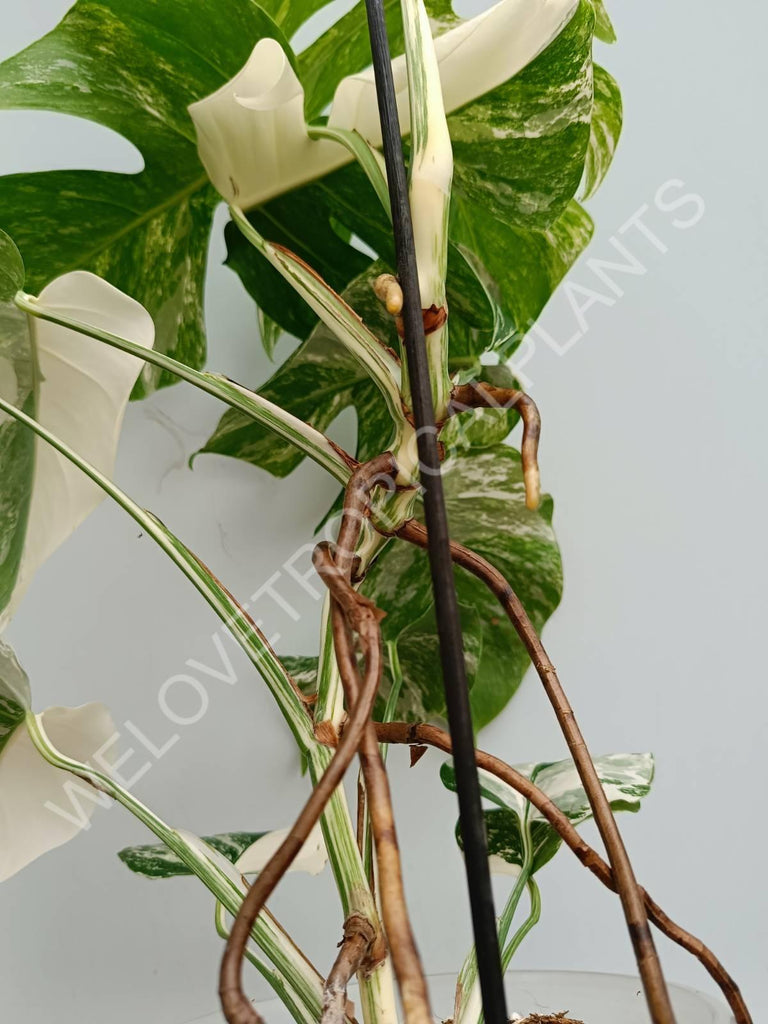 Monstera variegata albo