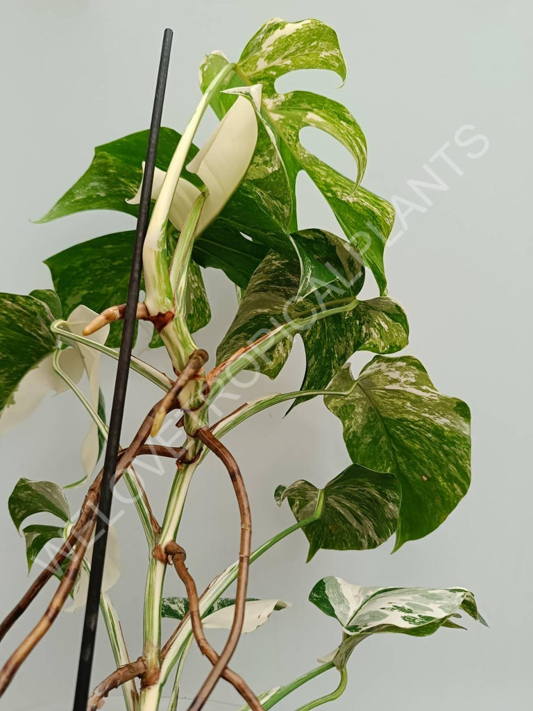 Monstera variegata albo