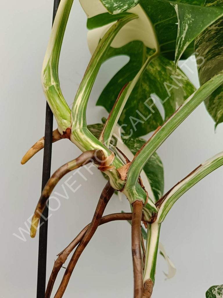 Monstera variegata albo