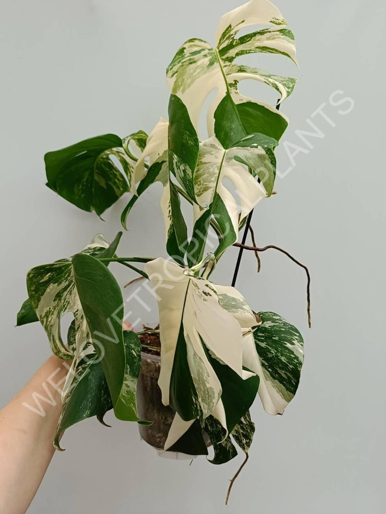 Monstera variegata albo