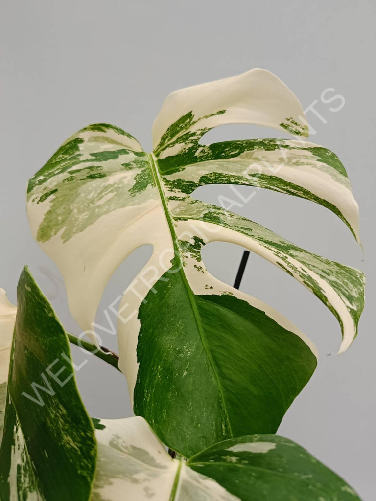 Monstera variegata albo